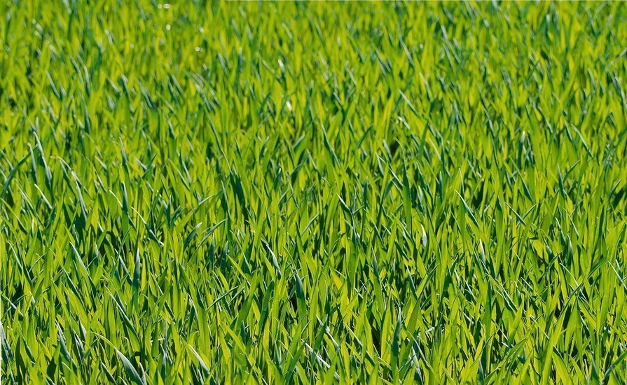 Grüner satter Rasen